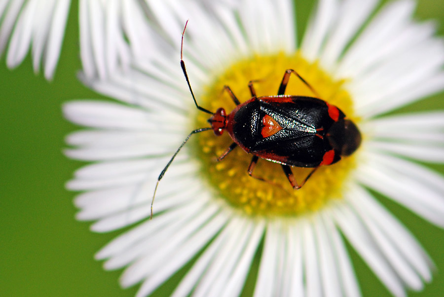 Miridae: Deraeocoris ruber del Veneto:  Valdastico (VI)